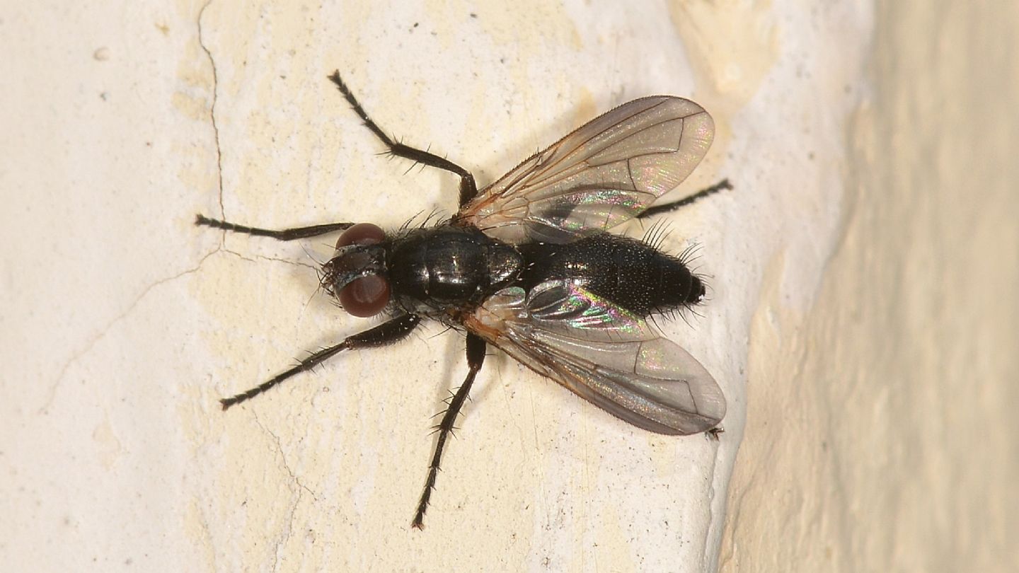 Rhinophoridae: Melanophora roralis