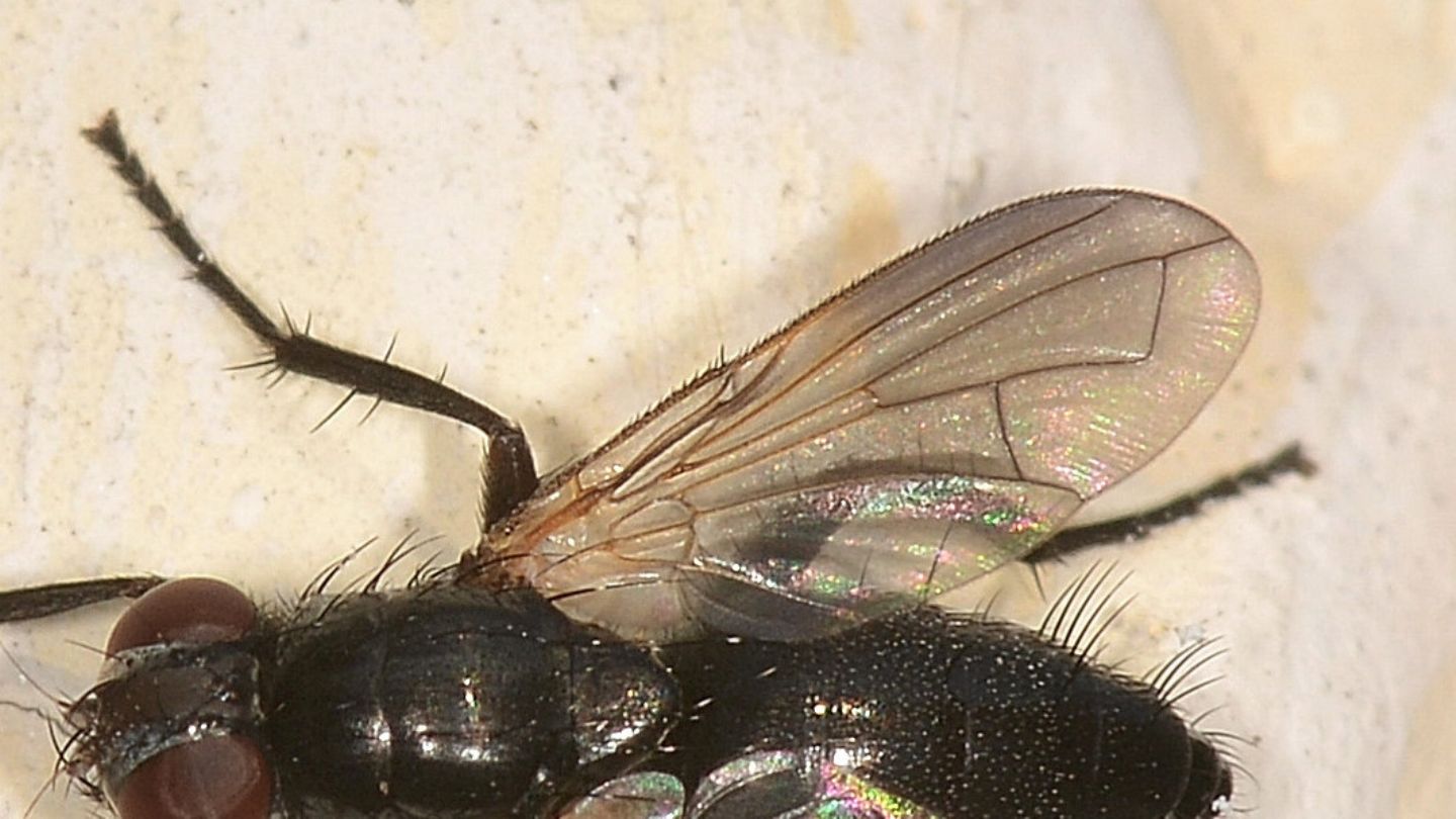 Rhinophoridae: Melanophora roralis