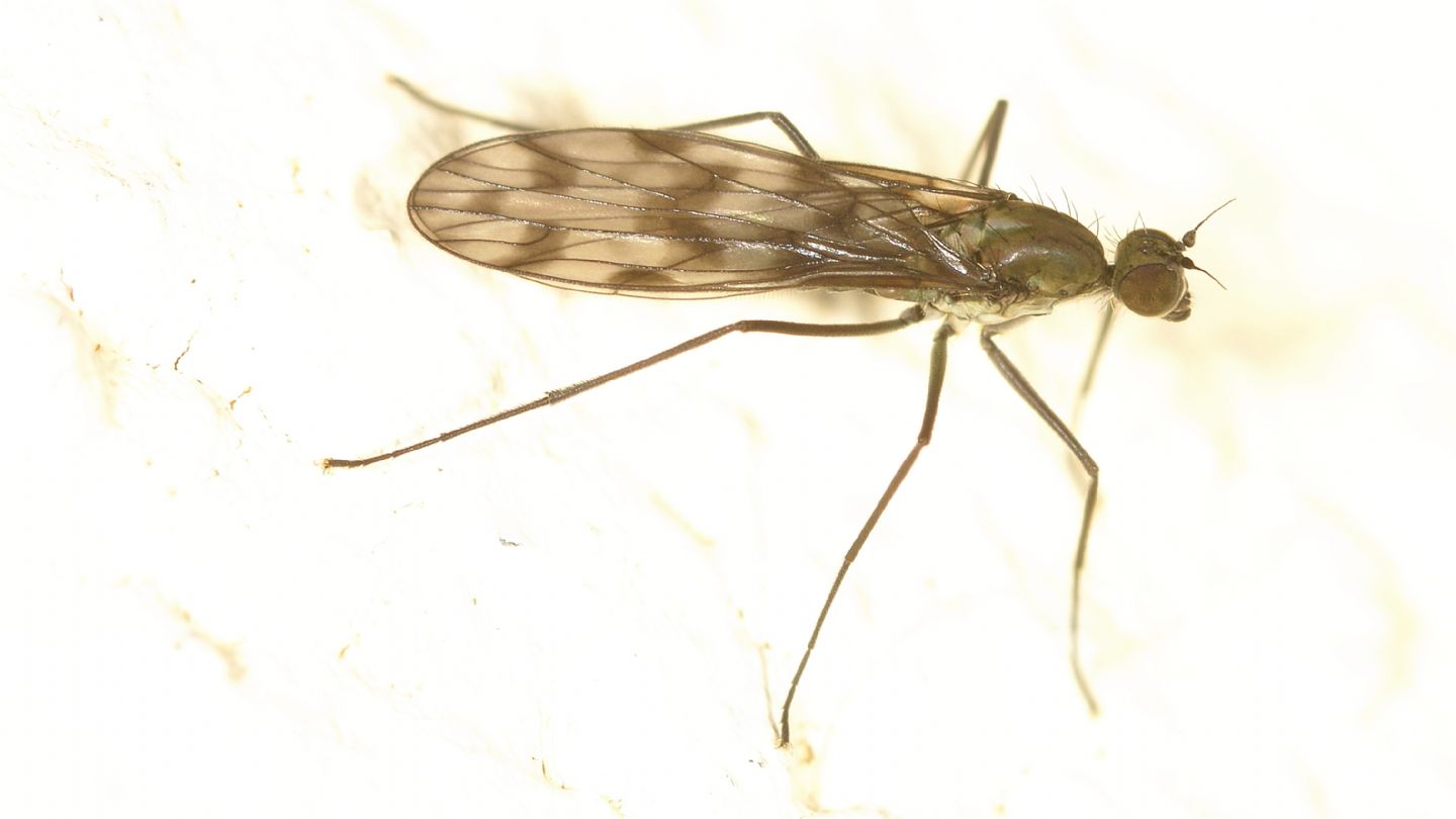 Ali macchiate: cfr. Clinocera sp. (Empididae)