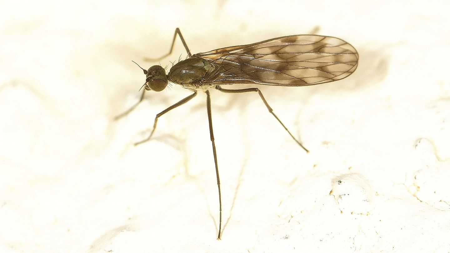 Ali macchiate: cfr. Clinocera sp. (Empididae)