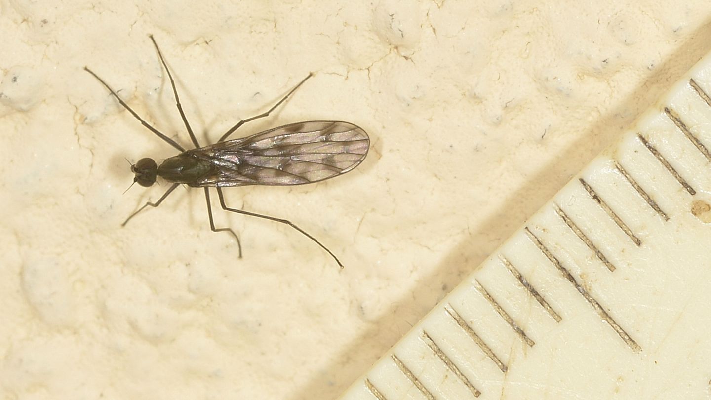 Ali macchiate: cfr. Clinocera sp. (Empididae)