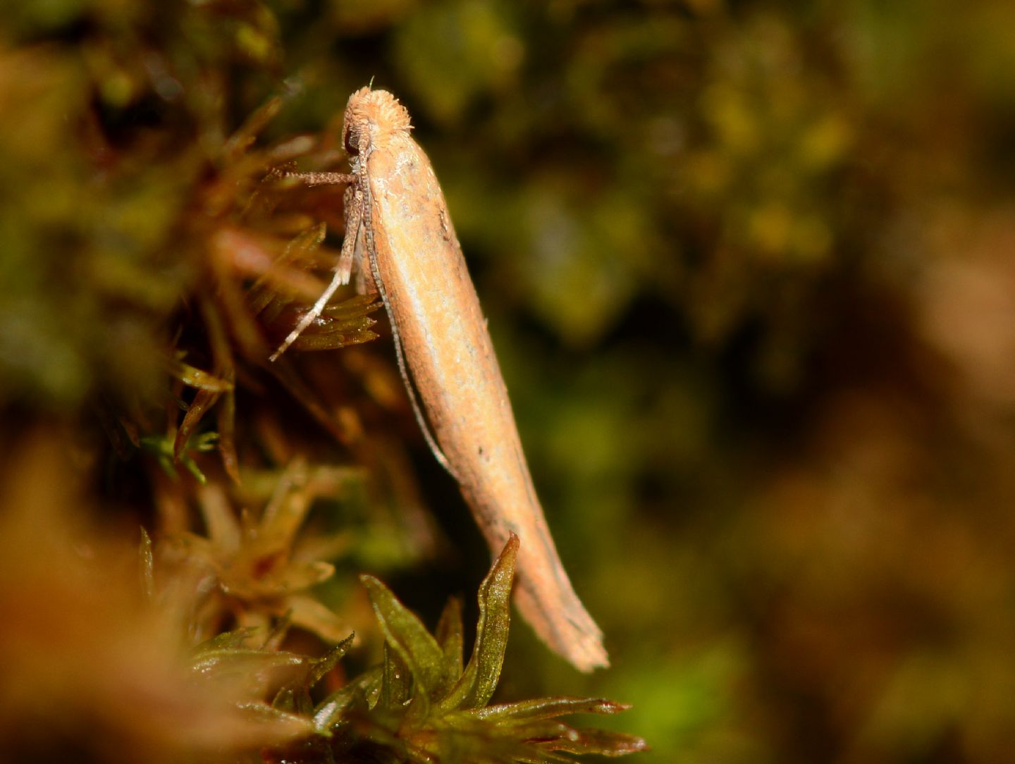 Yponomeutidae: cfr. Zelleria hepariella