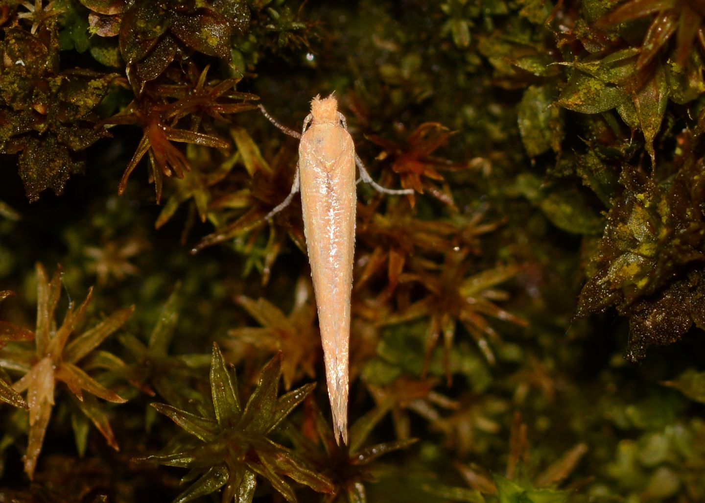 Yponomeutidae: cfr. Zelleria hepariella