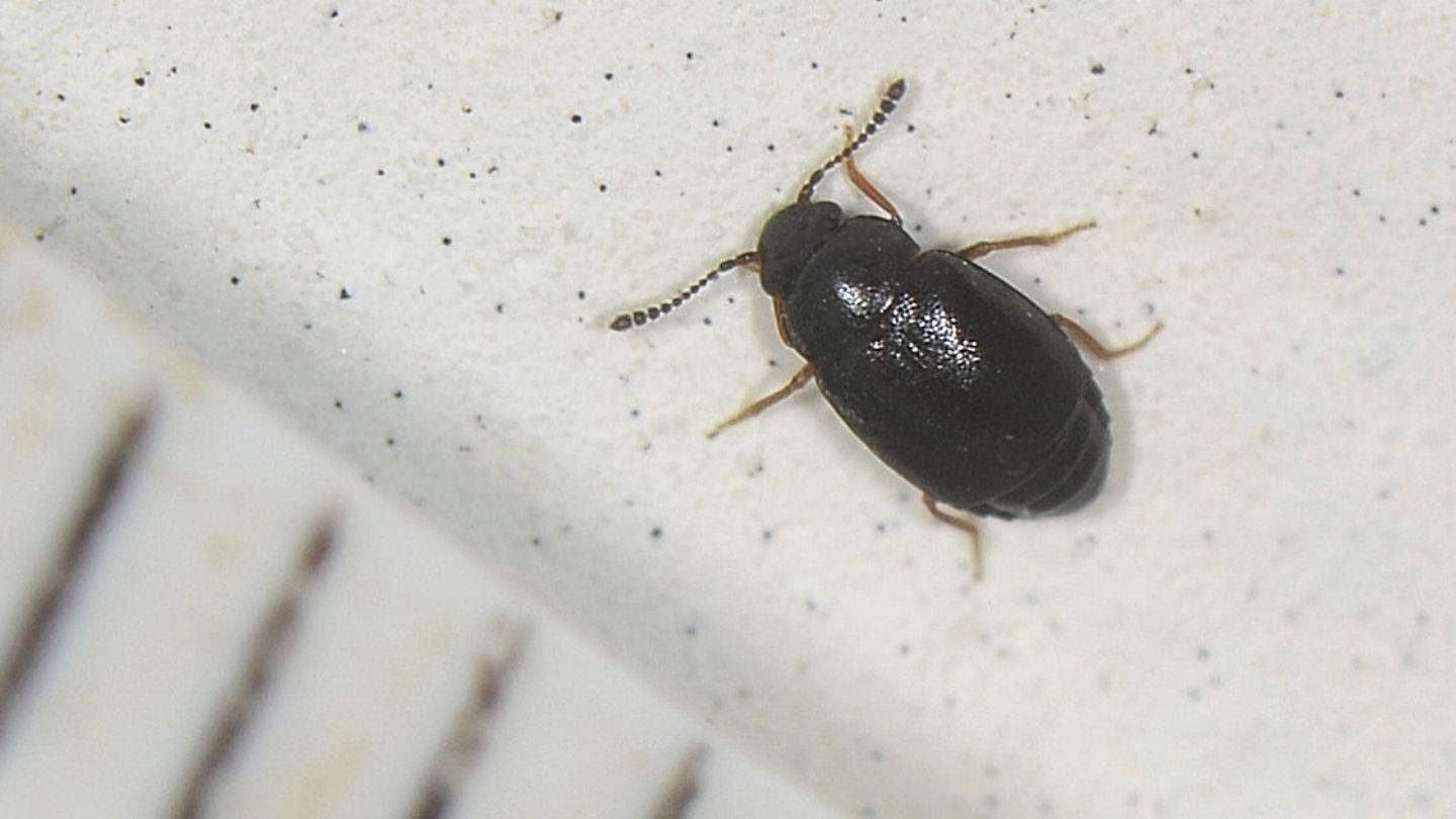 Coleotterino Staphylinidae