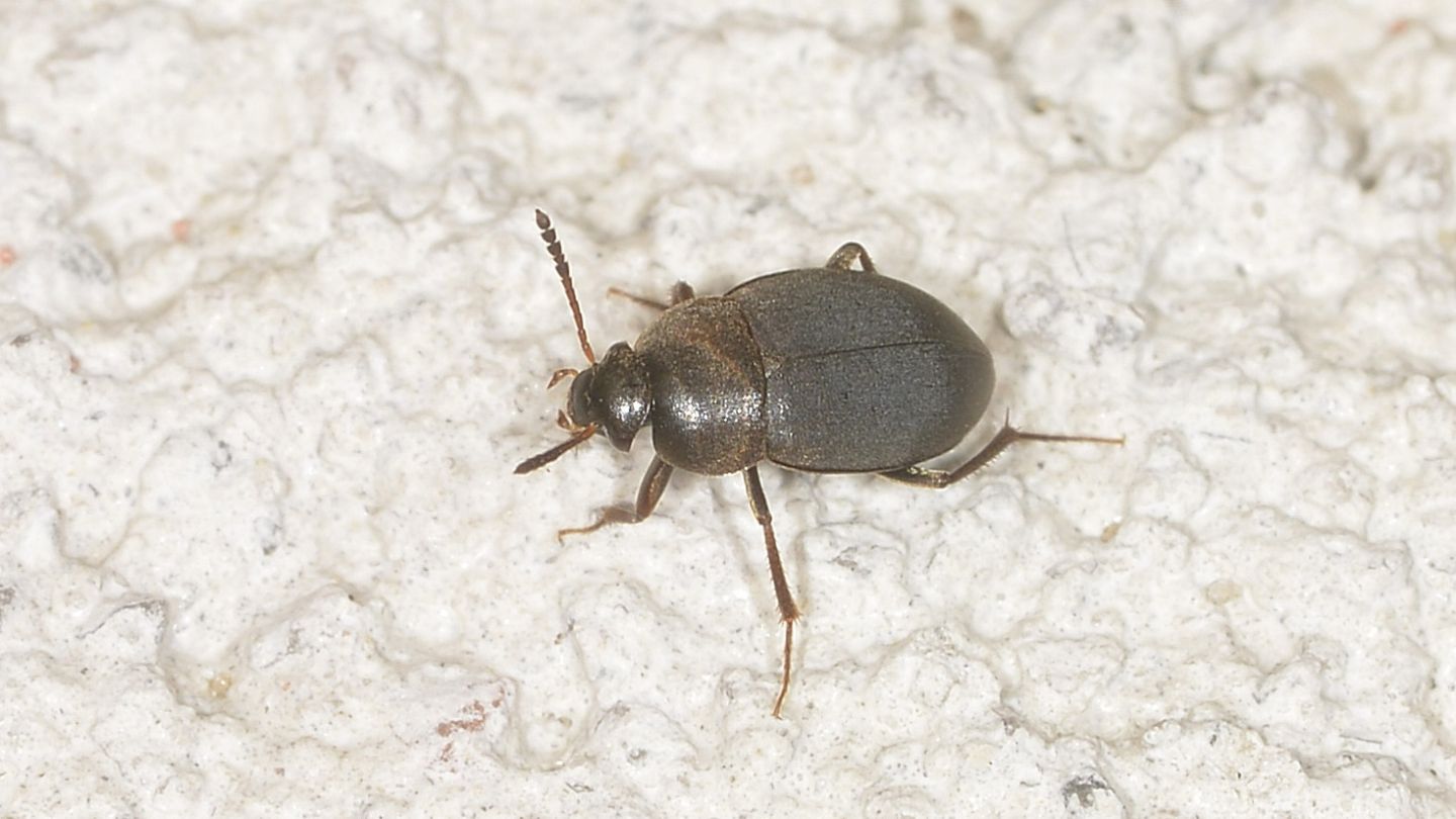 Leiodidae: Catops sp. da confermare