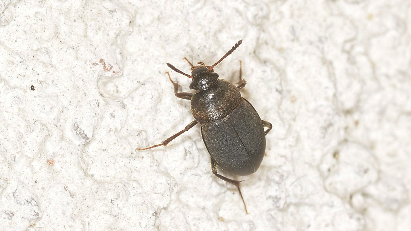 Leiodidae: Catops sp. da confermare