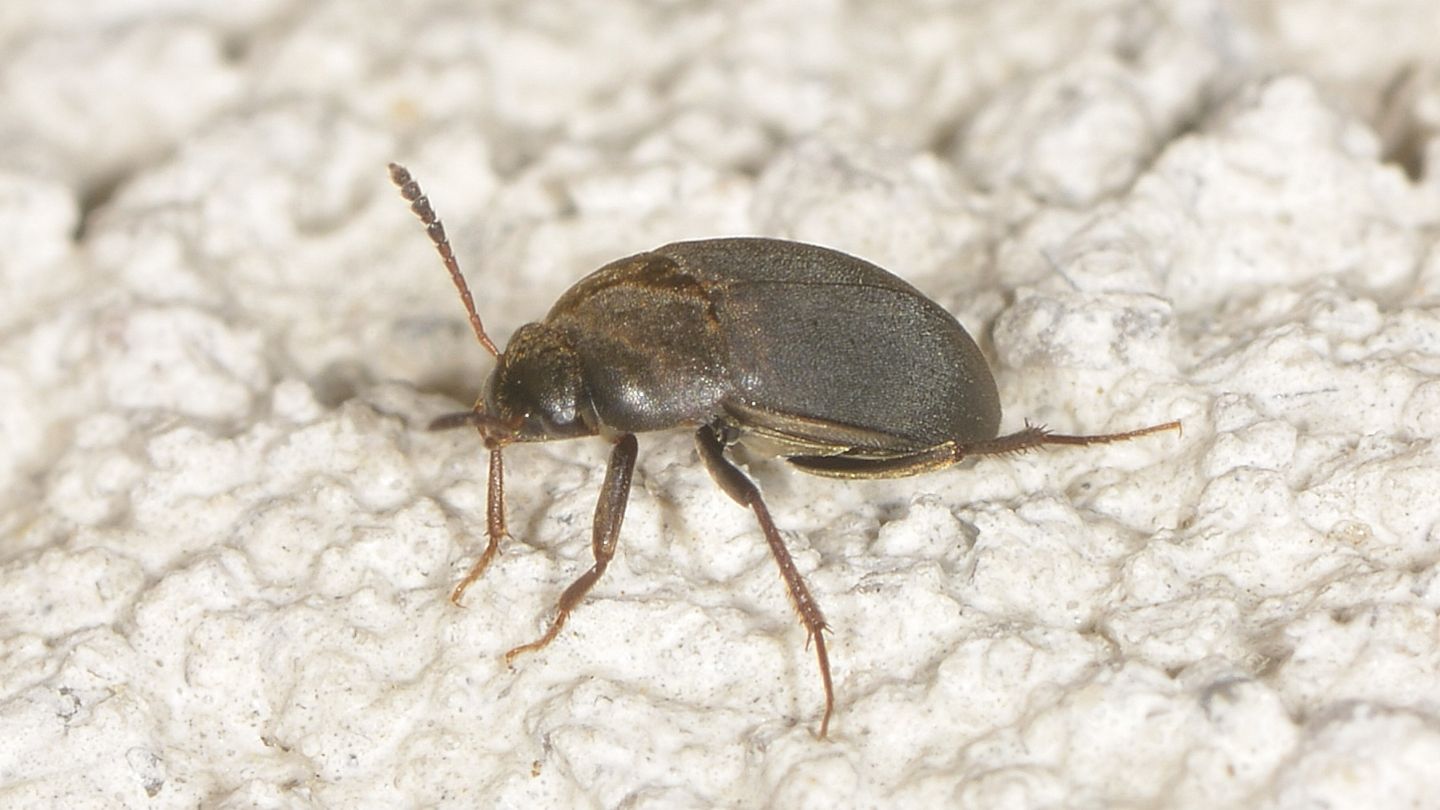 Leiodidae: Catops sp. da confermare