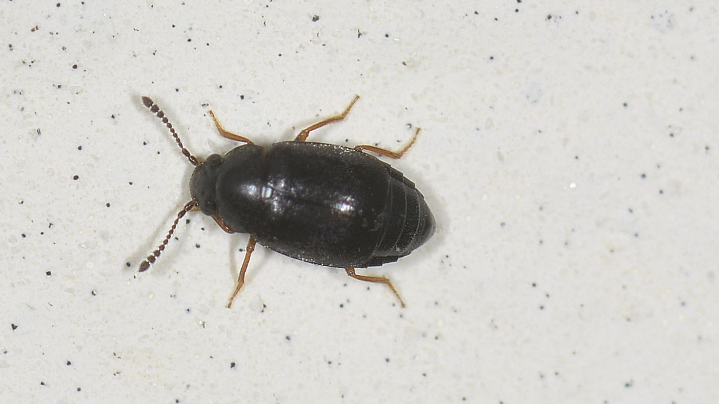 Coleotterino Staphylinidae