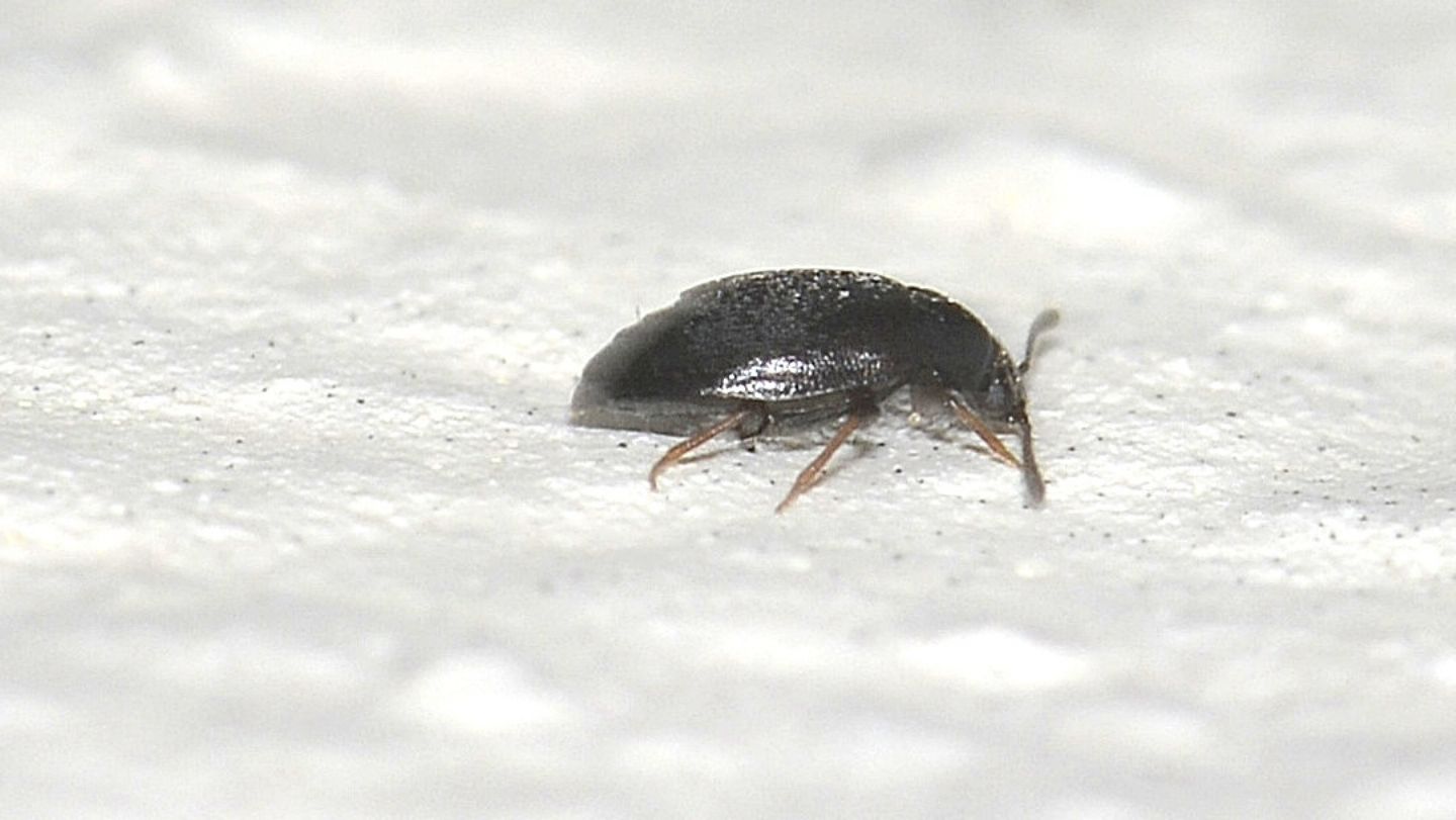 Coleotterino Staphylinidae