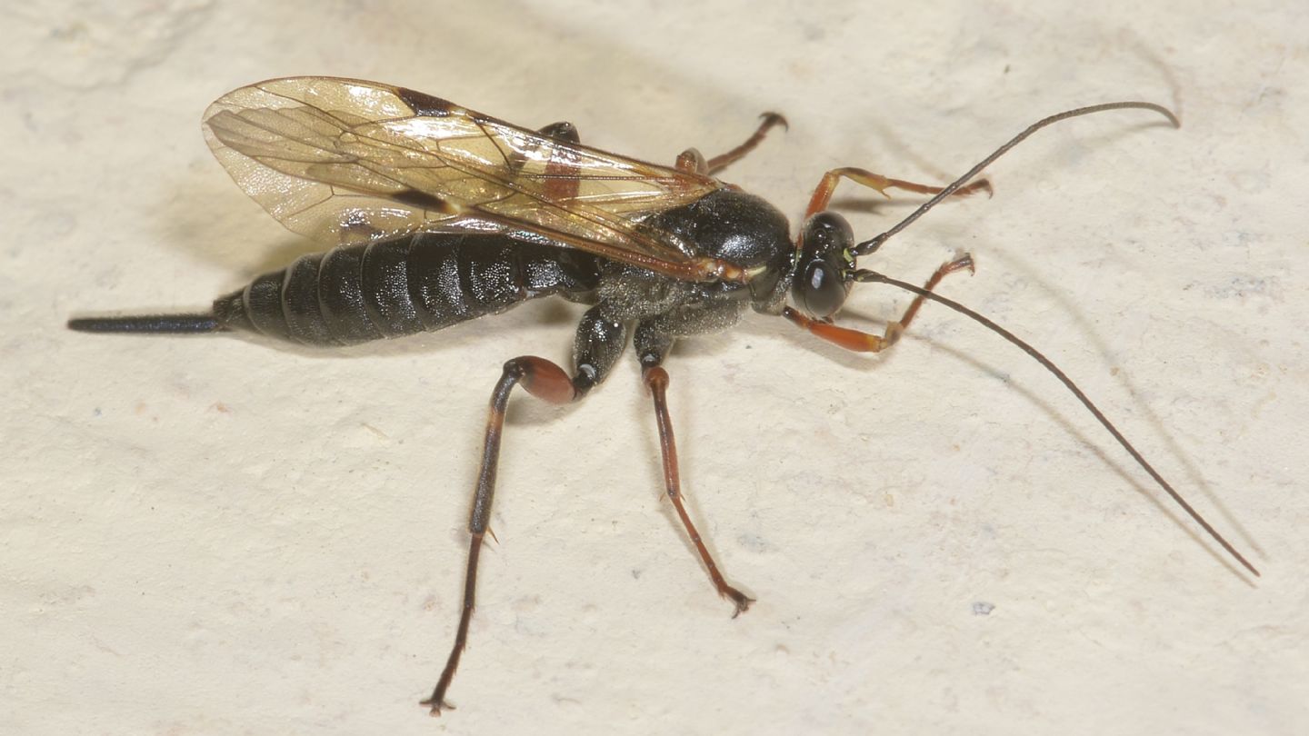 Ichneumonidae