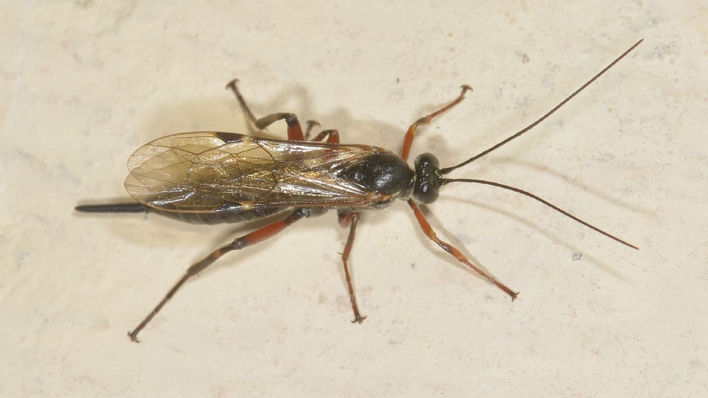 Ichneumonidae