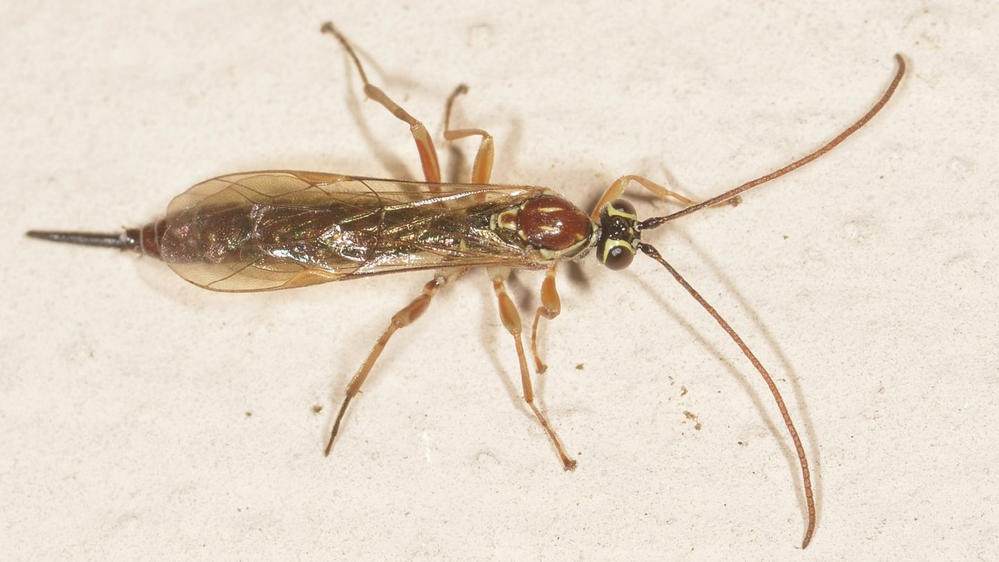 Ichneumonidae: Tromatobia lineatoria
