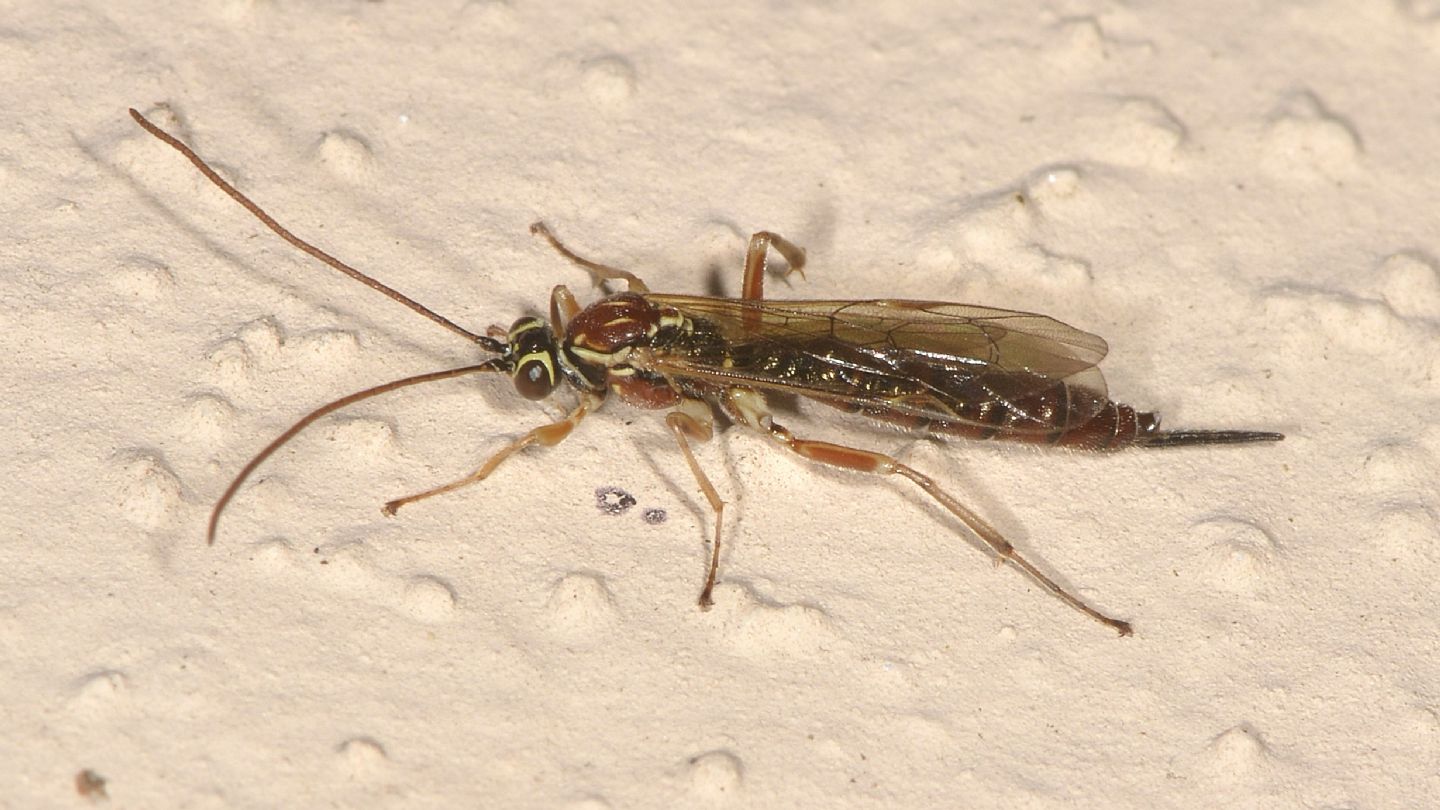 Ichneumonidae: Tromatobia lineatoria