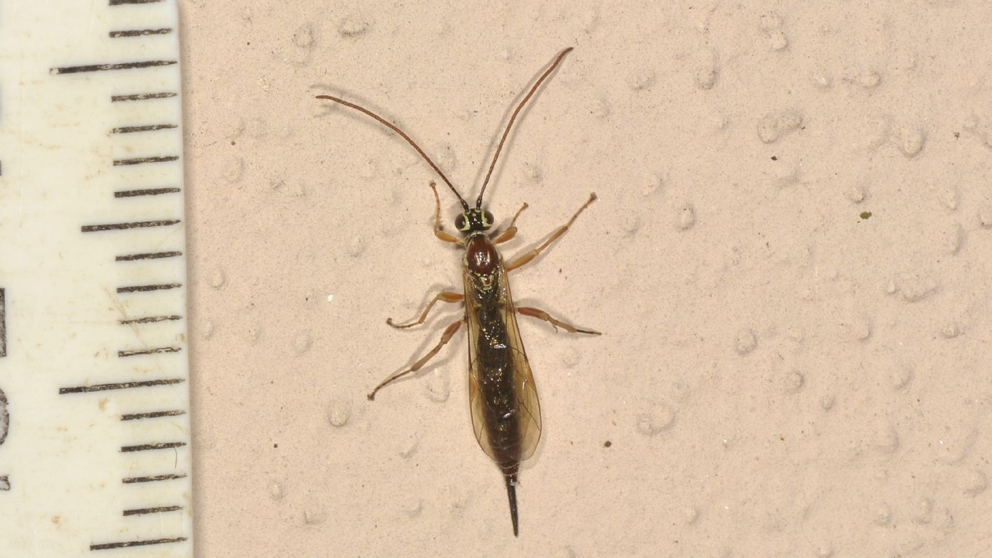 Ichneumonidae: Tromatobia lineatoria