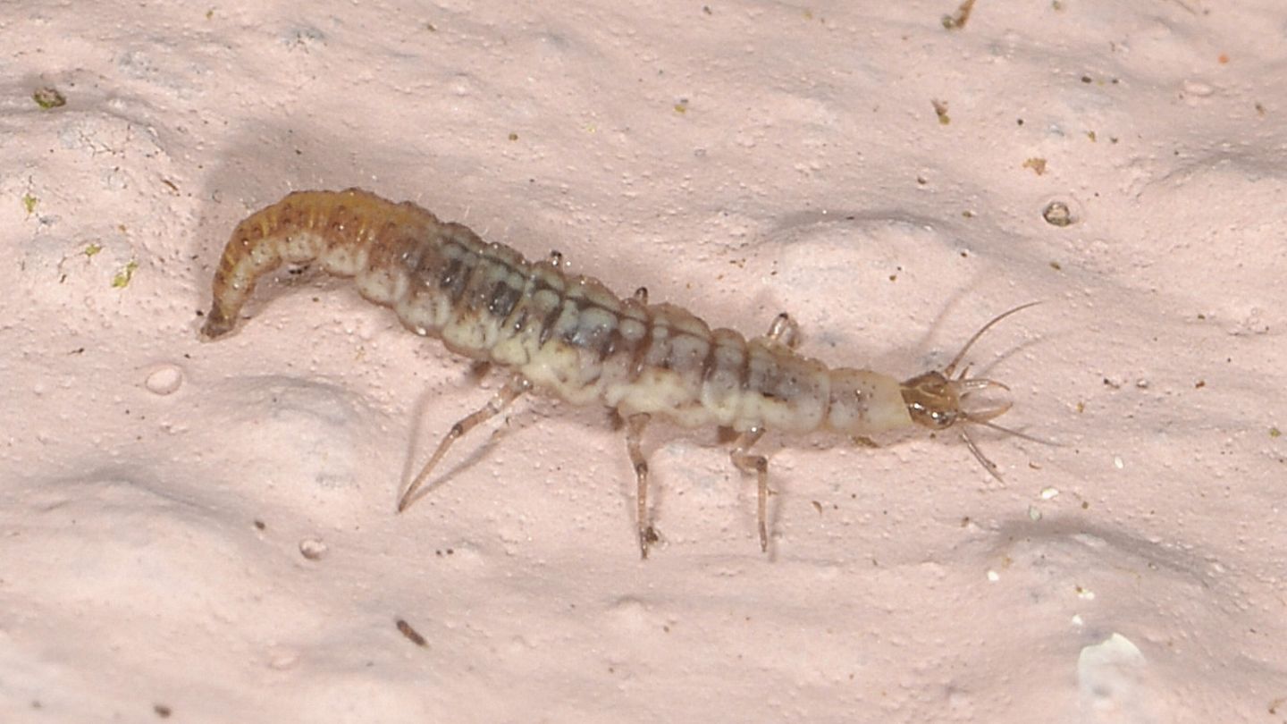 Larva di ... Hemerobiidae