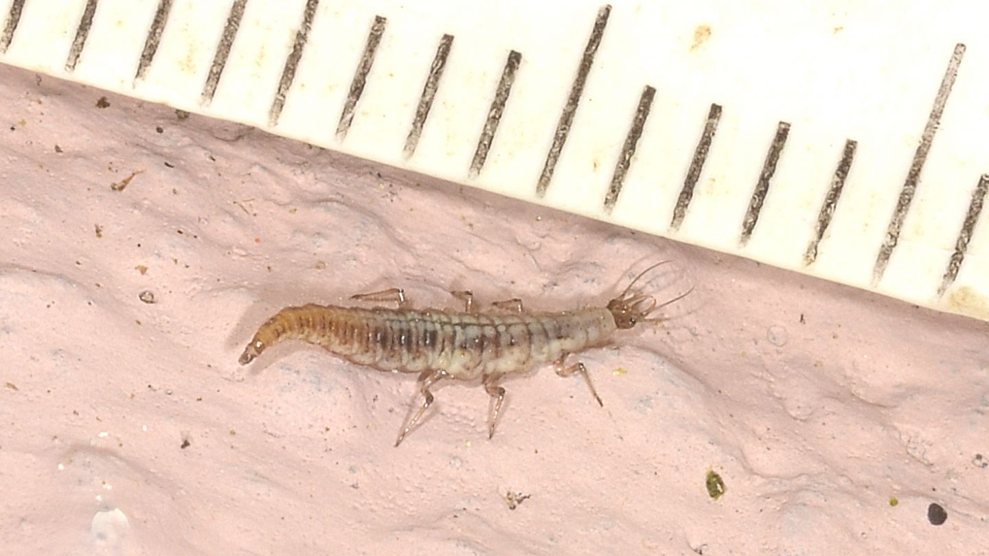 Larva di ... Hemerobiidae
