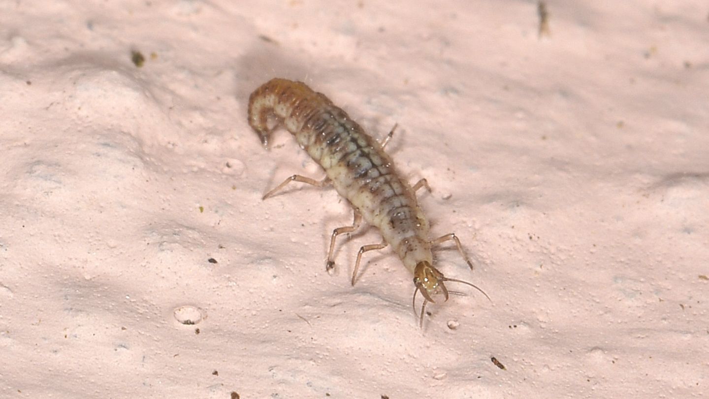 Larva di ... Hemerobiidae