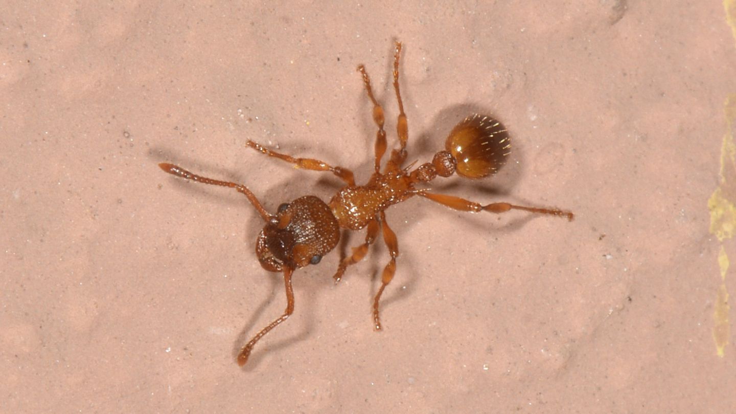 Formicidae: Myrmica sp. (cfr.)