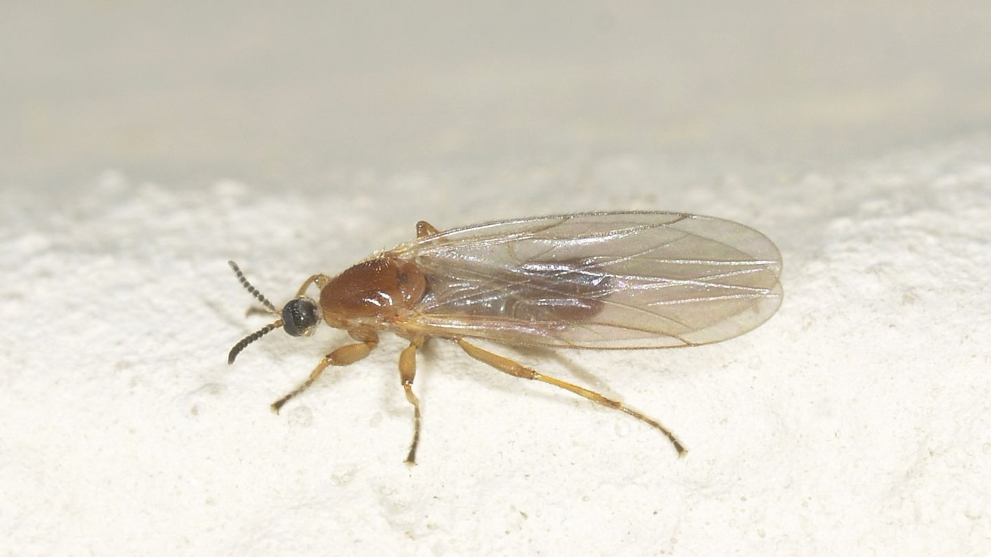 Scatopsidae: Apiloscatopse flavicollis ?   Sì, maschio