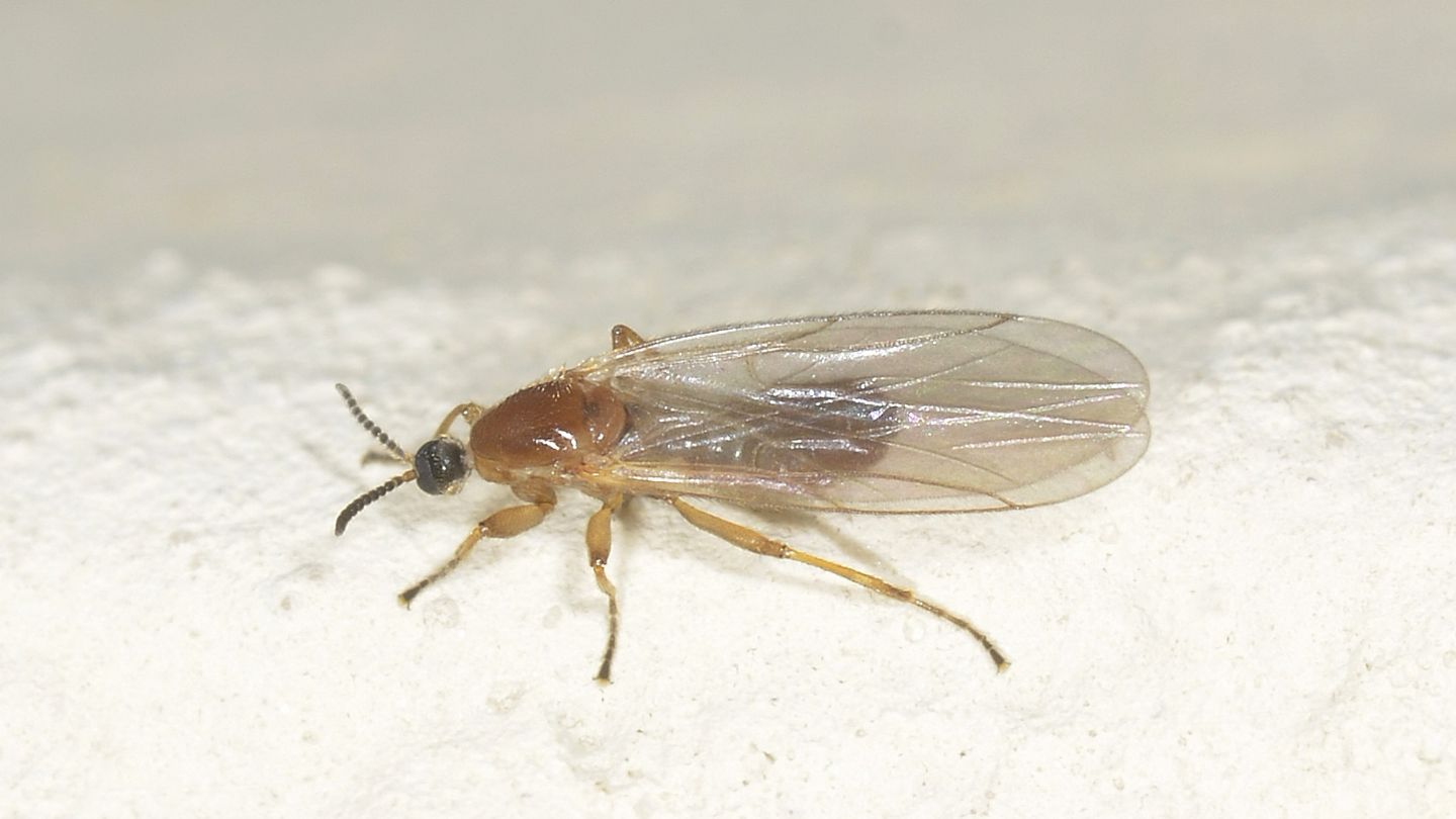 Scatopsidae: Apiloscatopse flavicollis ?   S, maschio