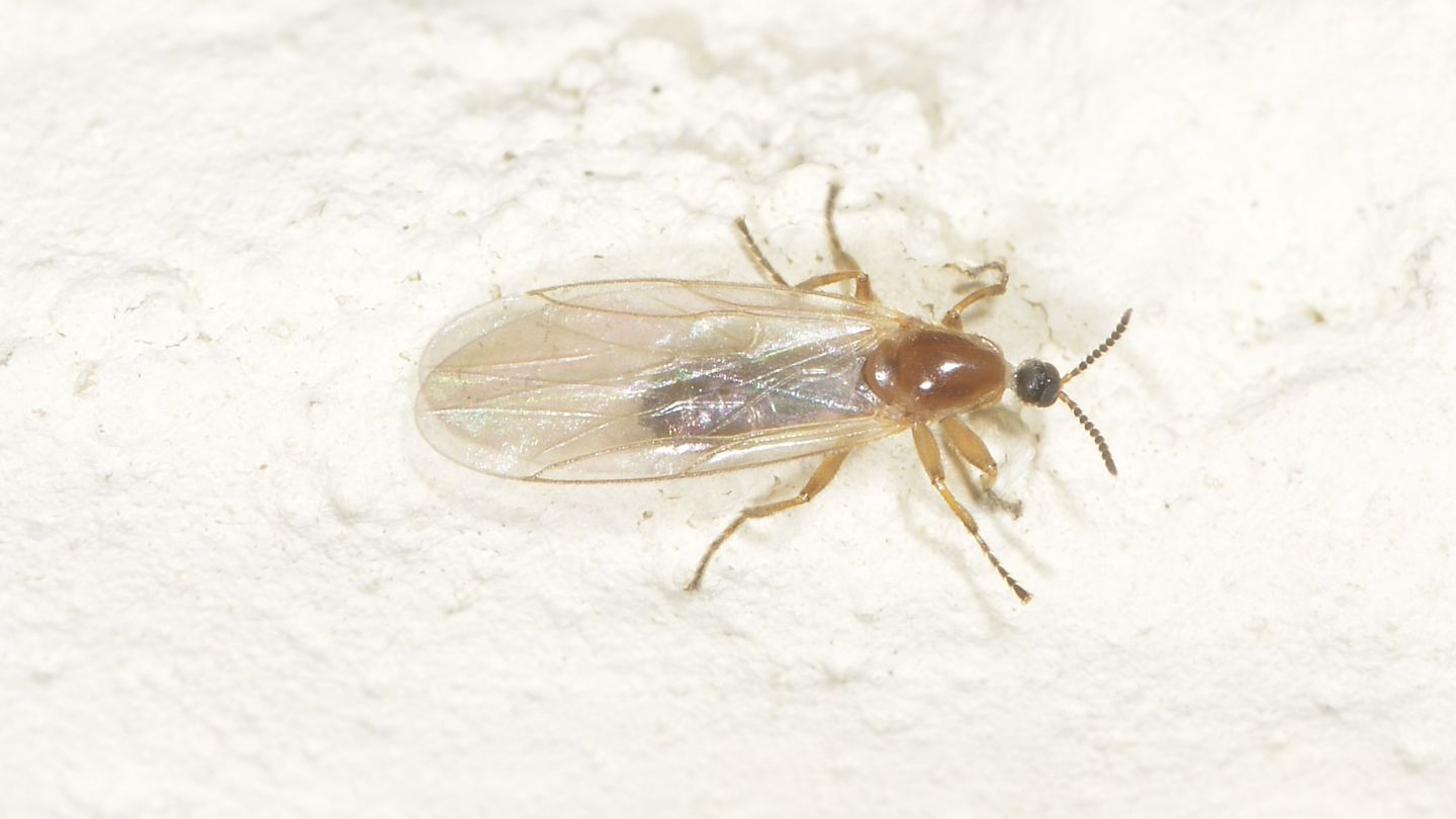 Scatopsidae: Apiloscatopse flavicollis ?   S, maschio