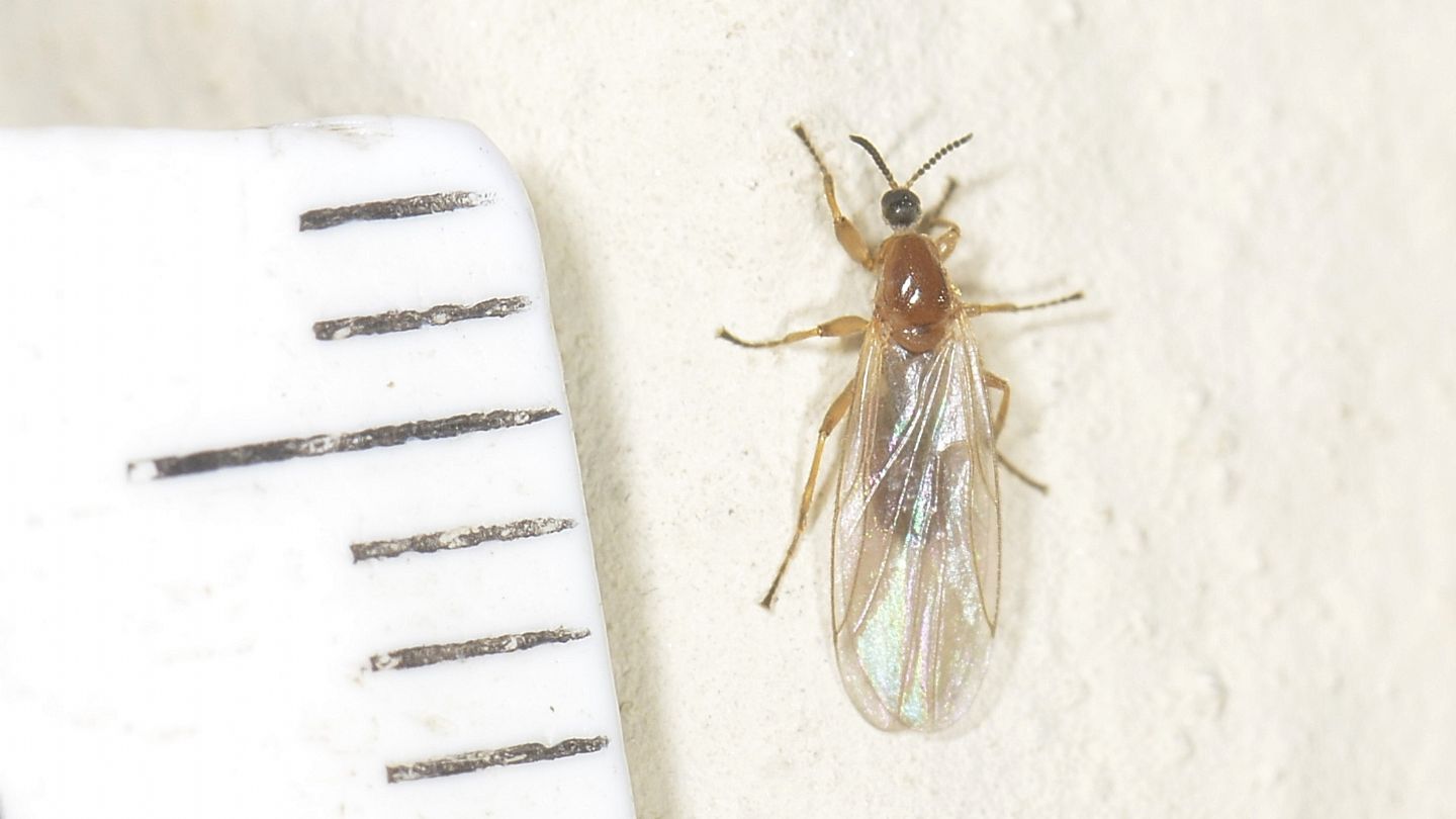 Scatopsidae: Apiloscatopse flavicollis ?   S, maschio