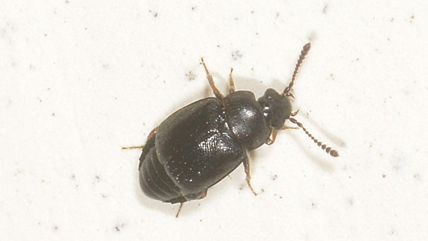 Coleotterino Staphylinidae