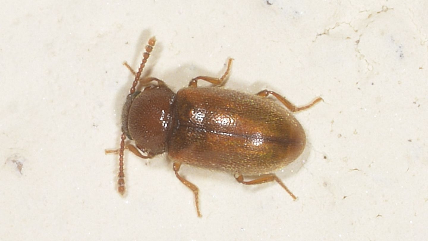 Cryptophagidae: Cryptophagus sp.