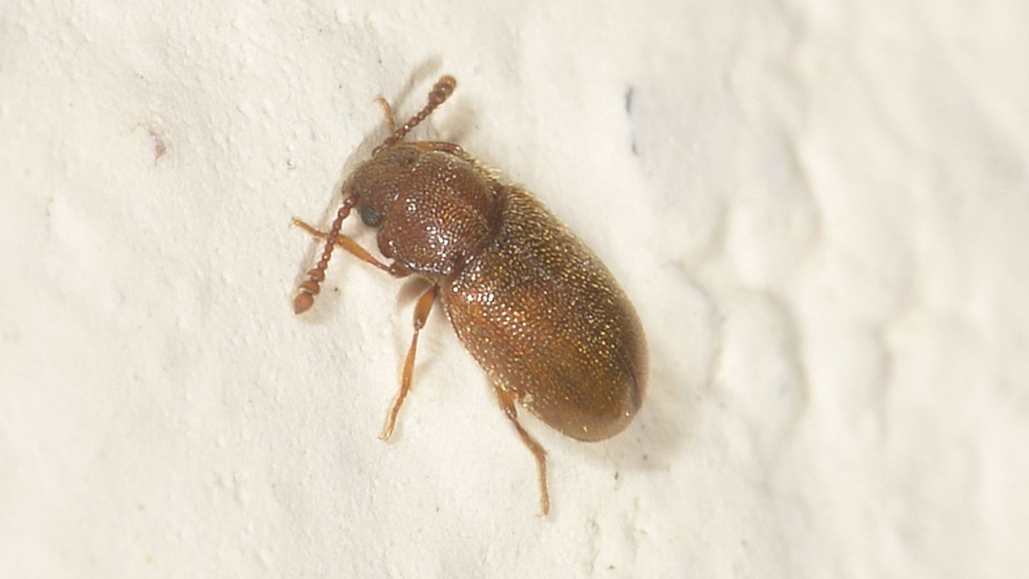 Cryptophagidae: Cryptophagus sp.