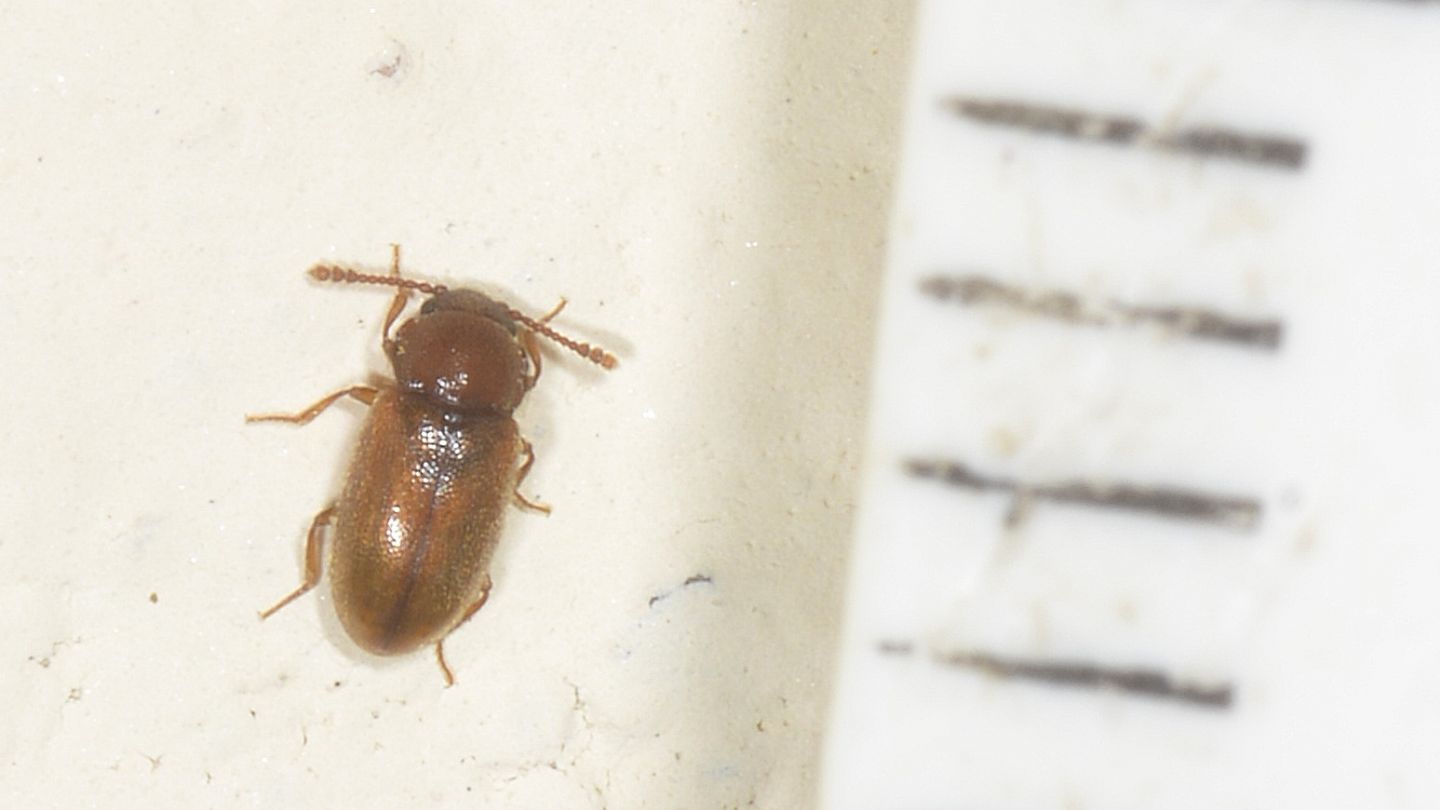 Cryptophagidae: Cryptophagus sp.