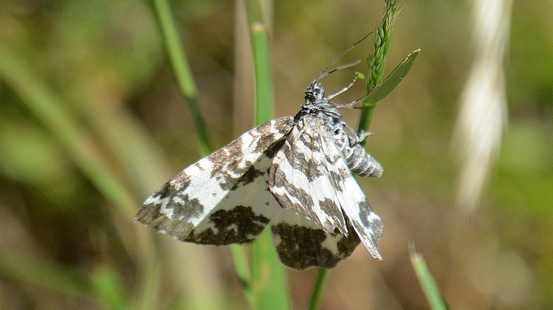 Rheumaptera hastata - Geometridae