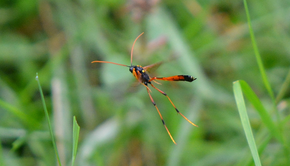 Ichneumonidae in volo