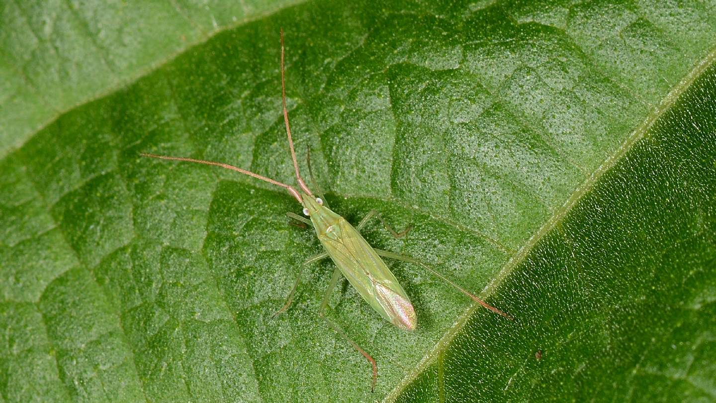 Miridae: Trigonotylus cfr. caelestialium