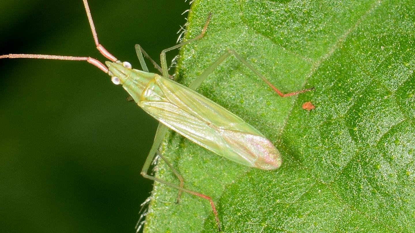 Miridae: Trigonotylus cfr. caelestialium