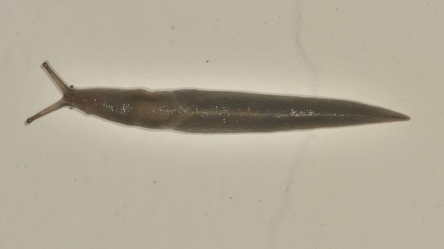 Limax sp.