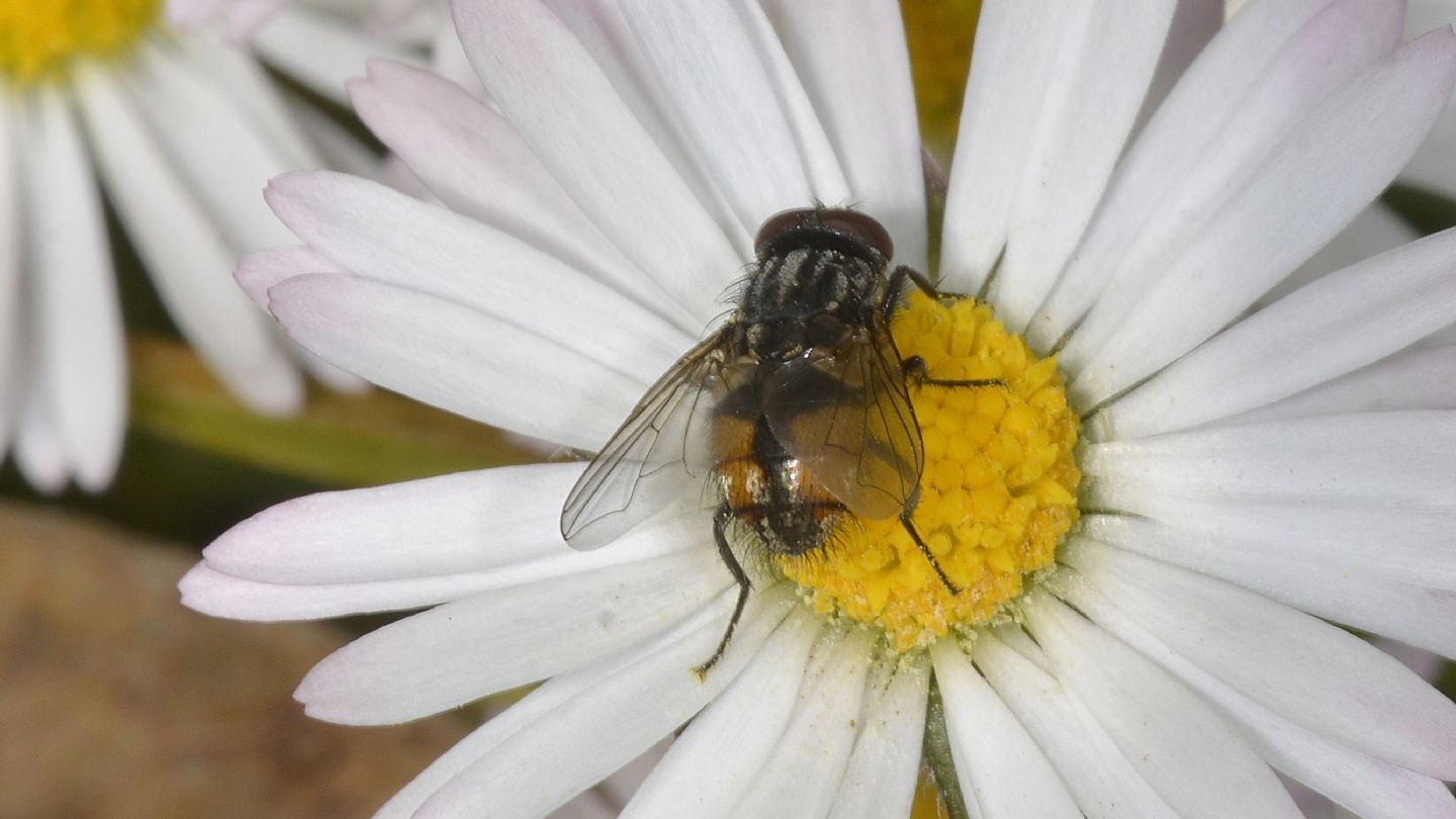 Tachinidae?  No, Muscidae: Musca autumnalis, maschio