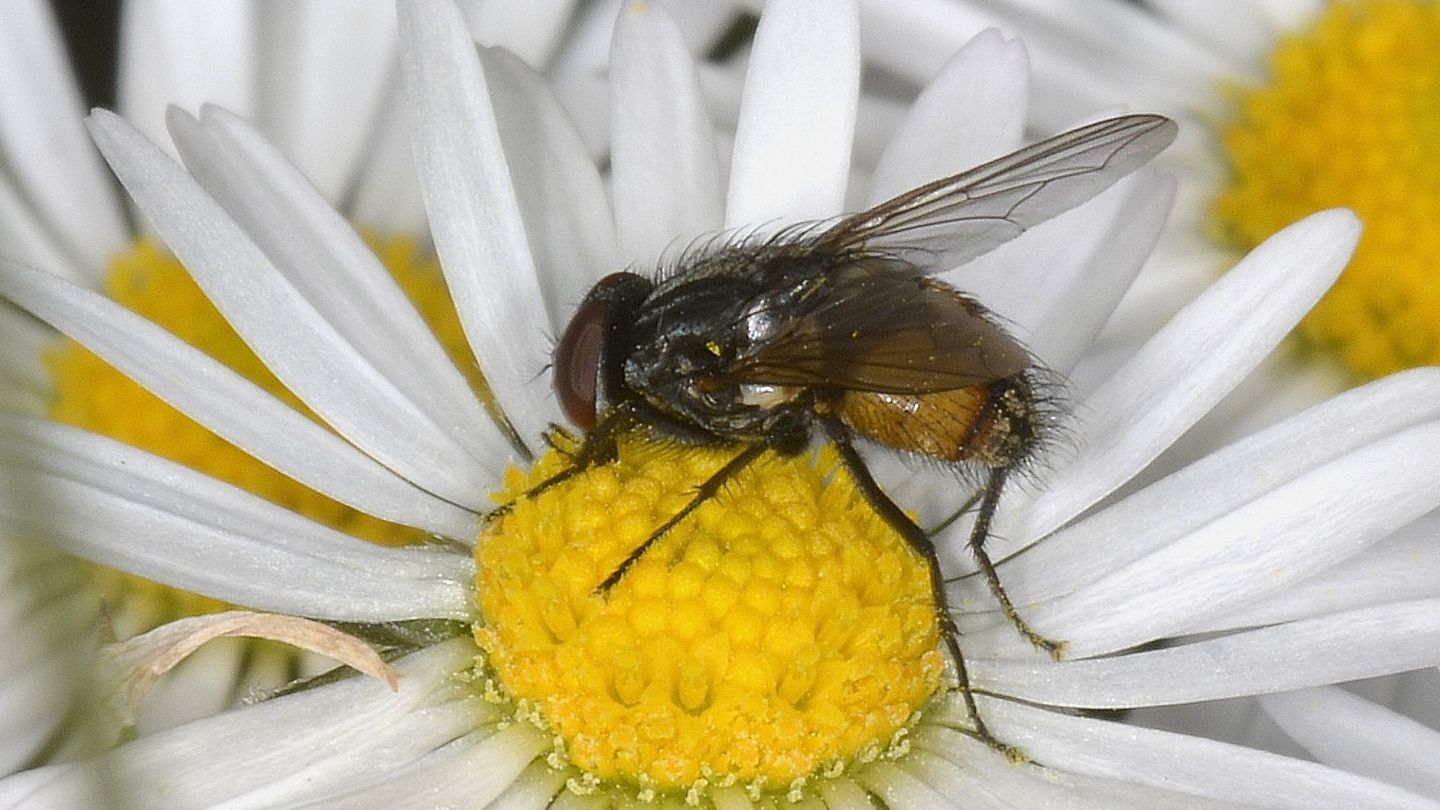 Tachinidae?  No, Muscidae: Musca autumnalis, maschio