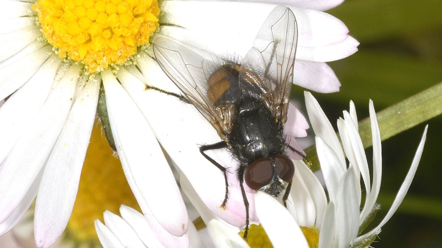 Tachinidae?  No, Muscidae: Musca autumnalis, maschio