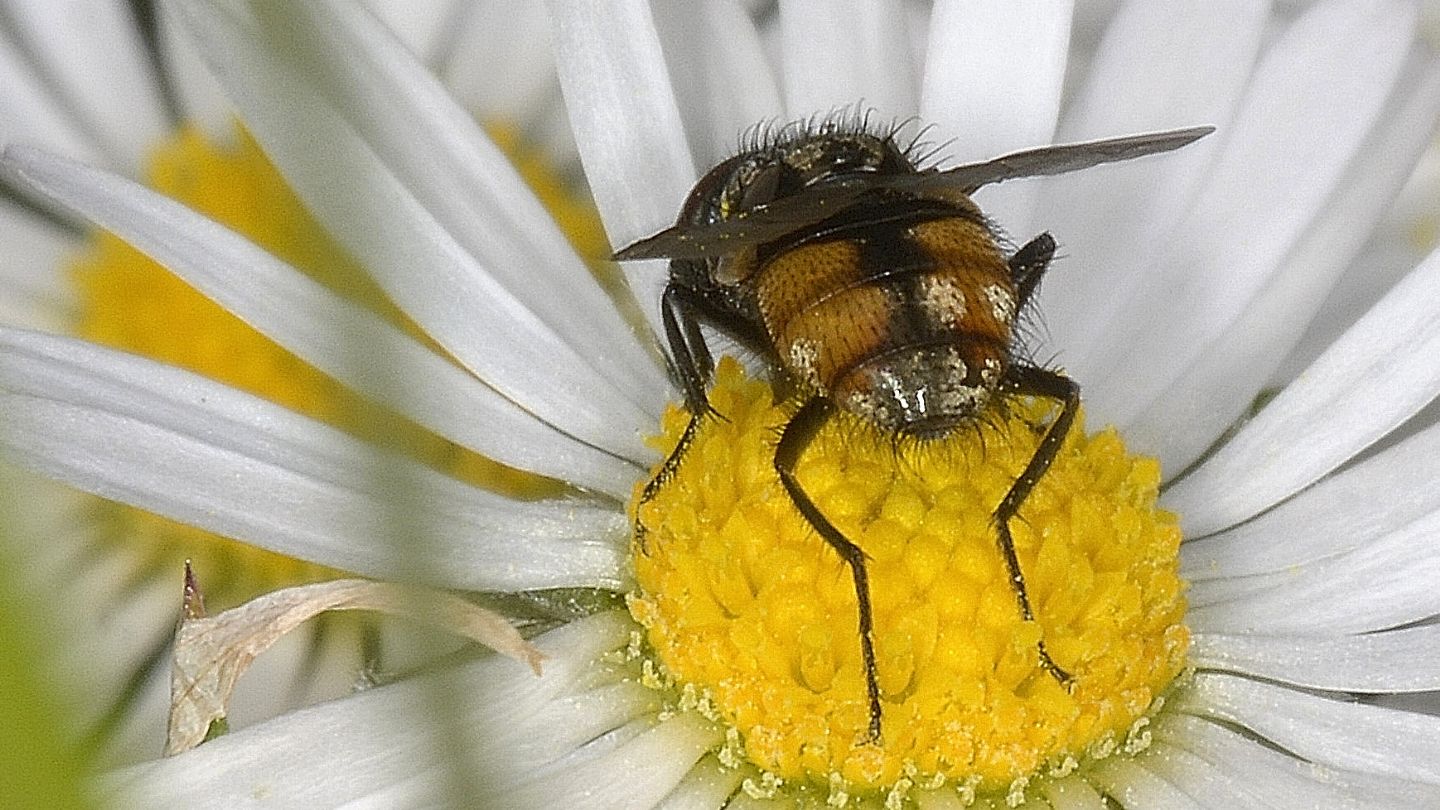 Tachinidae?  No, Muscidae: Musca autumnalis, maschio