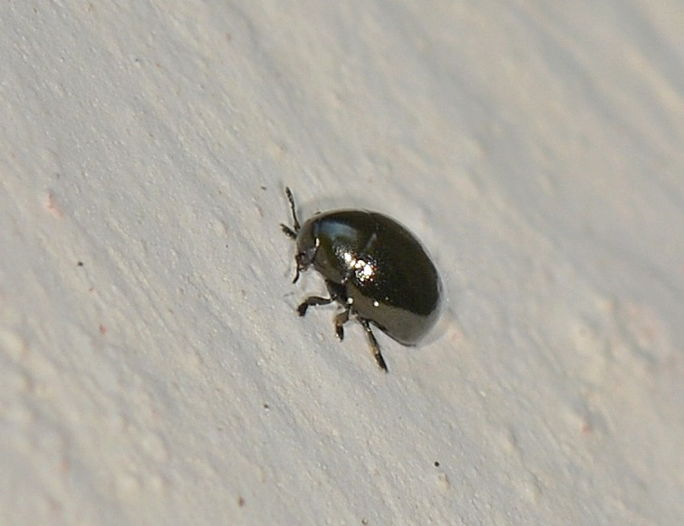 Famiglia? Chrysomelidae: Oomorphus concolor