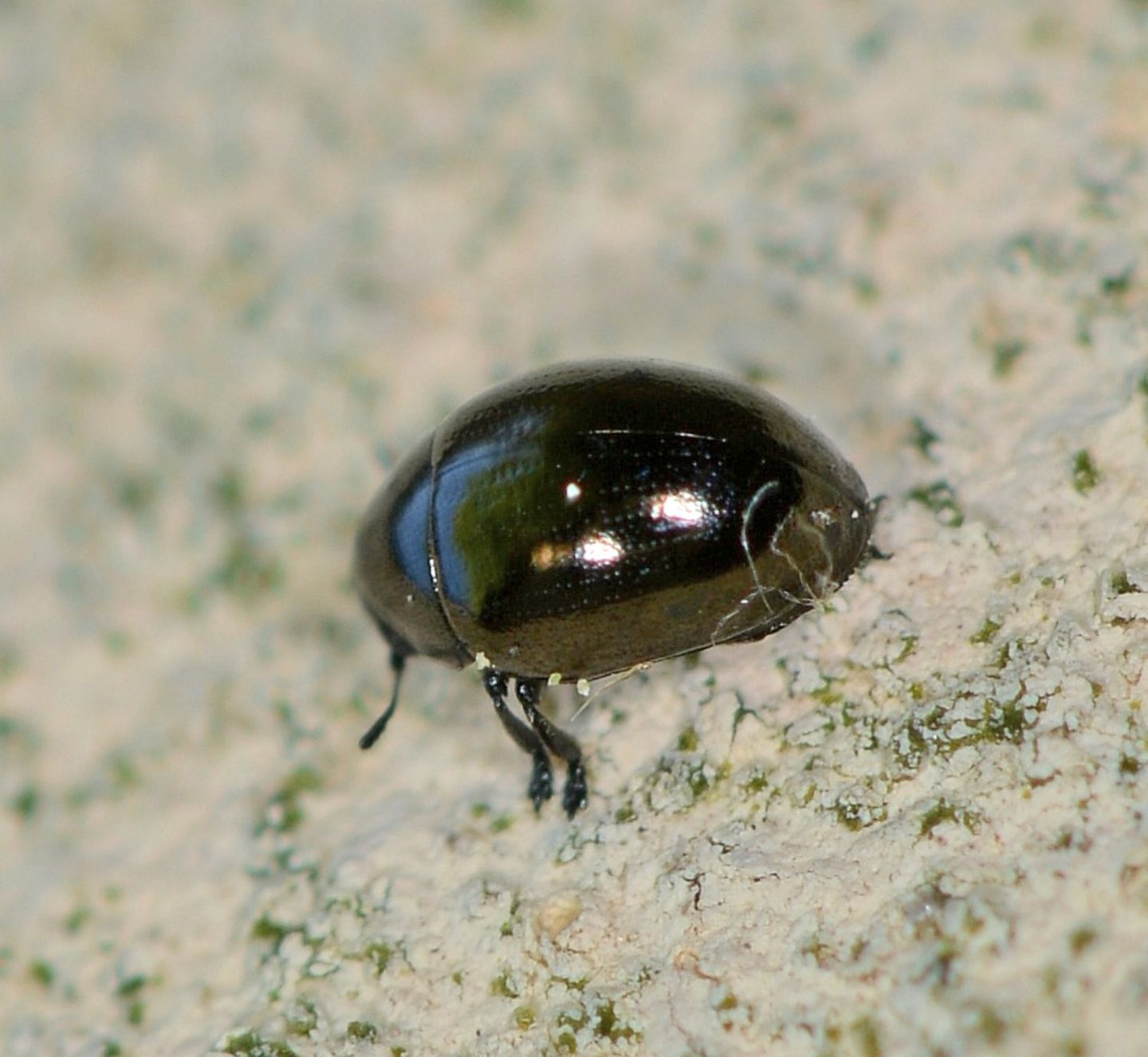 Famiglia? Chrysomelidae: Oomorphus concolor