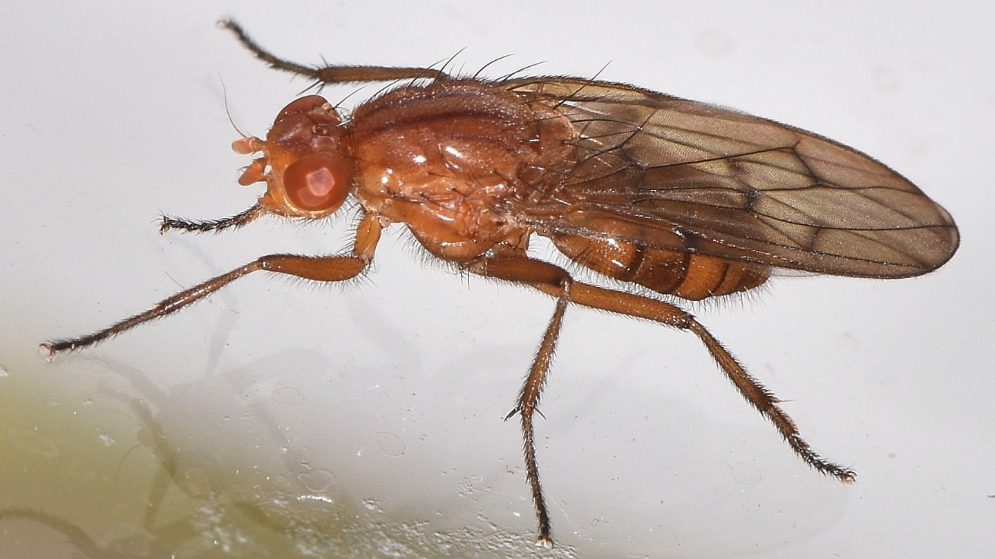 Dryomyzidae: Neuroctena anilis