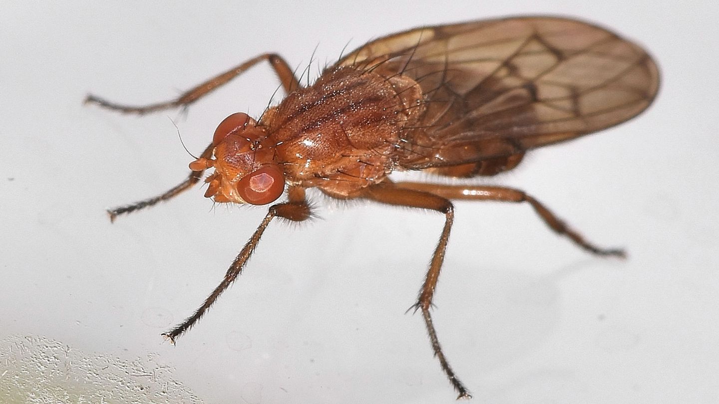 Dryomyzidae: Neuroctena anilis