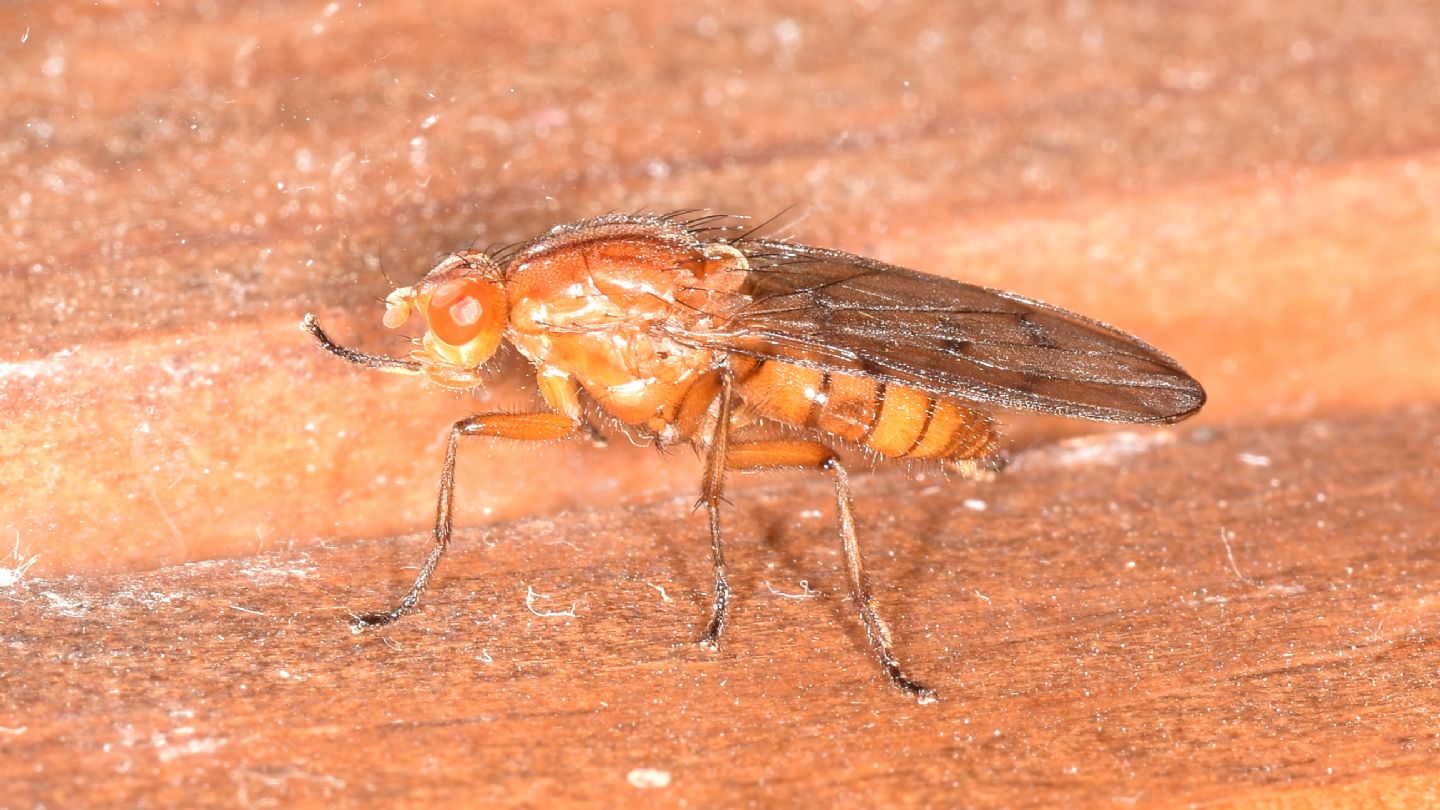 Dryomyzidae: Neuroctena anilis