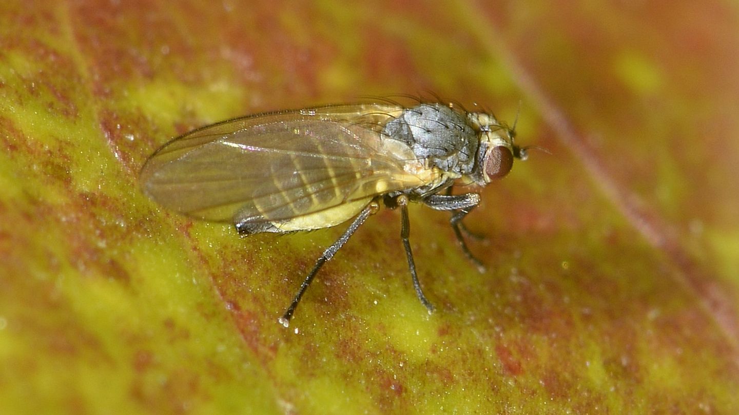 Agromyzidae?  S, cfr.
