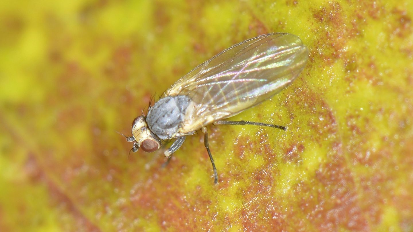 Agromyzidae?  S, cfr.