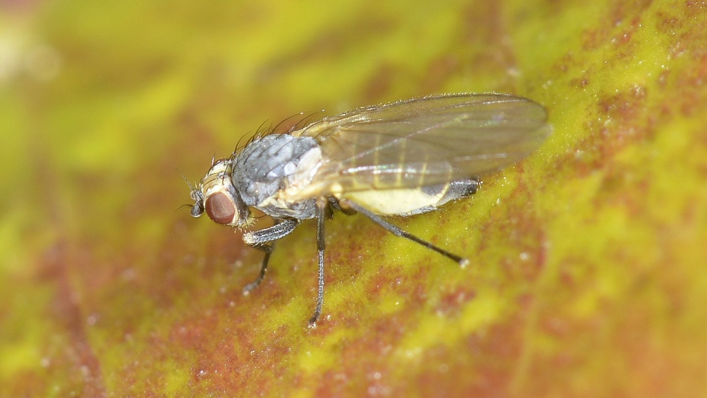 Agromyzidae?  S, cfr.