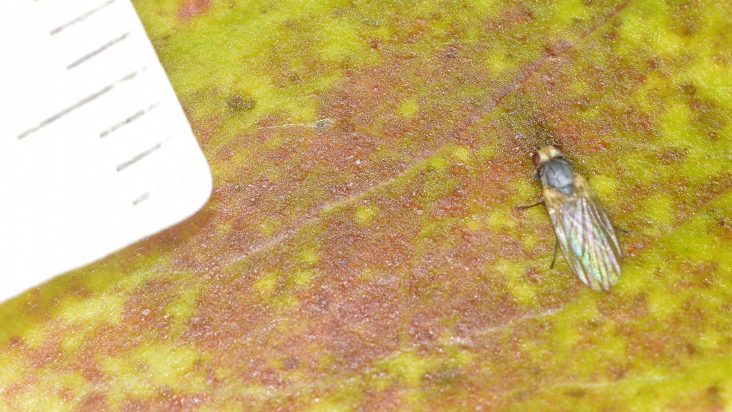 Agromyzidae?  S, cfr.