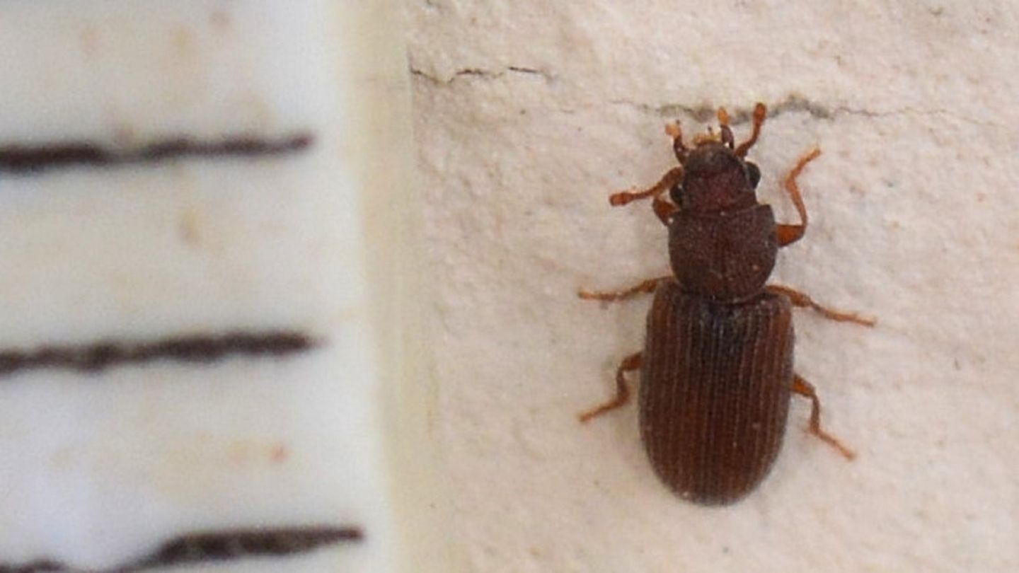 Mycetophagidae: Berginus tamarisci