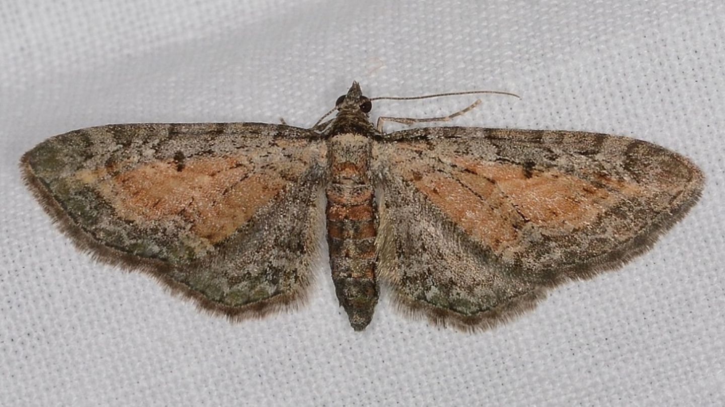 Eupithecia icterata f. subfulvata - Geometridae